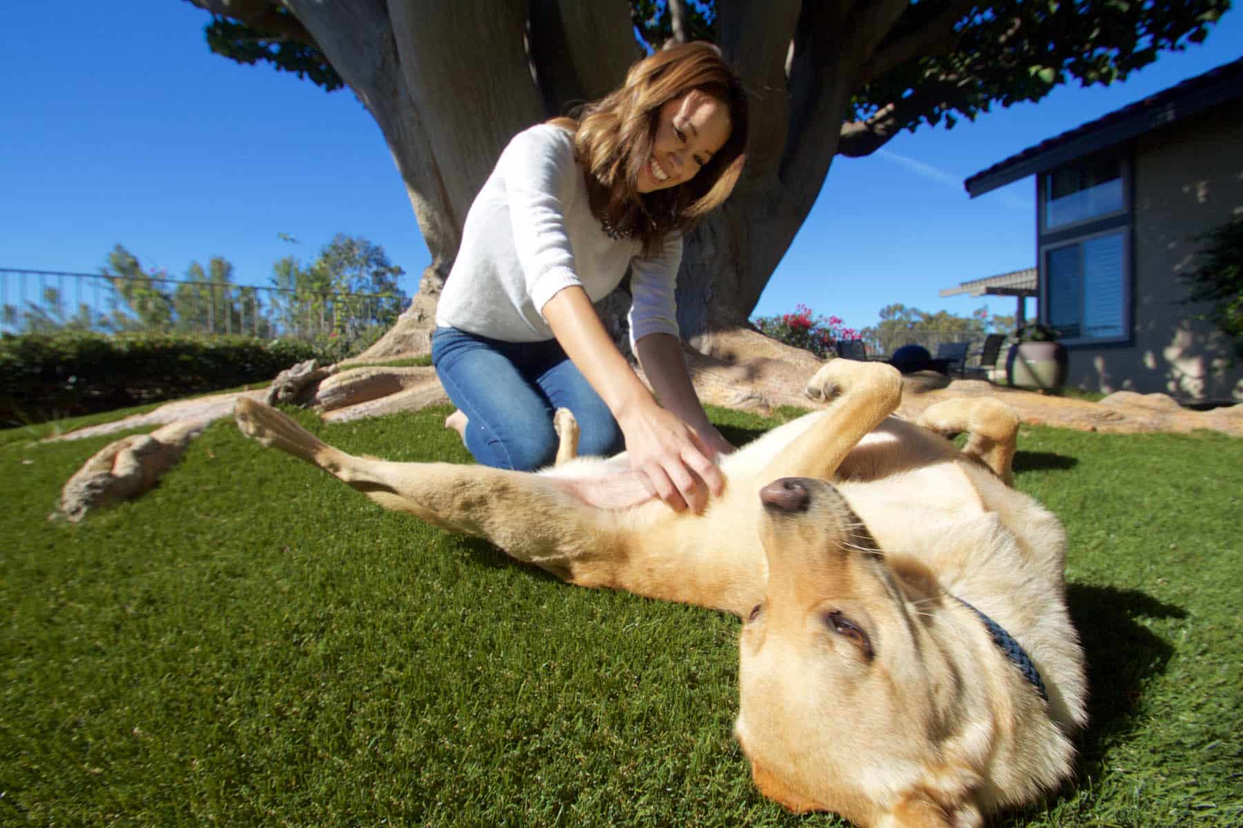 Dog and owner playing on artificial grass