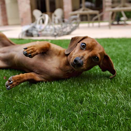 image of small dog on synlawn Jacksonville artificial grass for pets