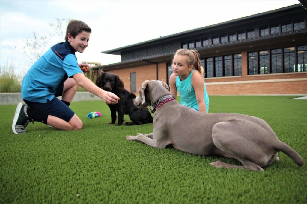 Kids playing with dog on artificial grass