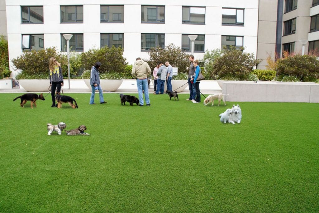 Pets playing on commercial artificial grass
