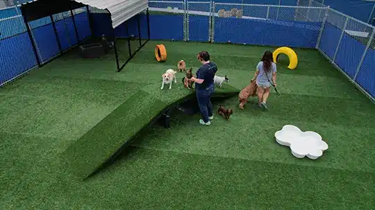 dogs playing in artificial grass dog park