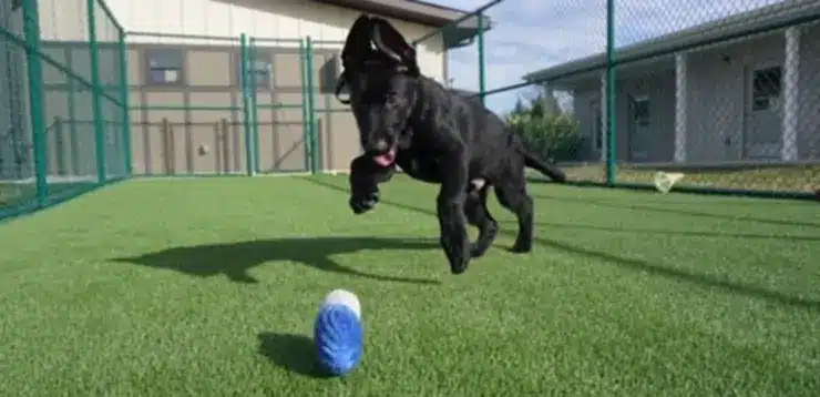 Dog playing on SYNLawn artificial grass