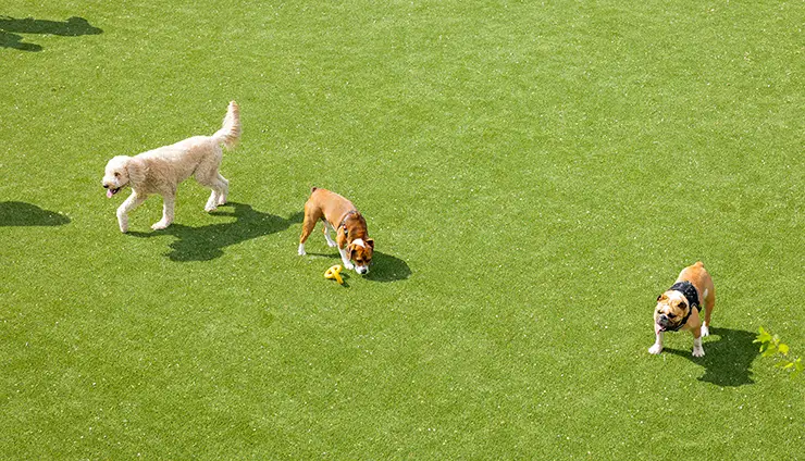 Dogs playing on artificial grass from SYNLawn